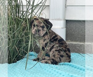 Beabull Puppy for sale in ARTHUR, IL, USA