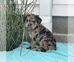 Image preview for Ad Listing. Nickname: Ginger