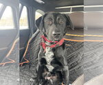 Small #2 Labrador Retriever Mix