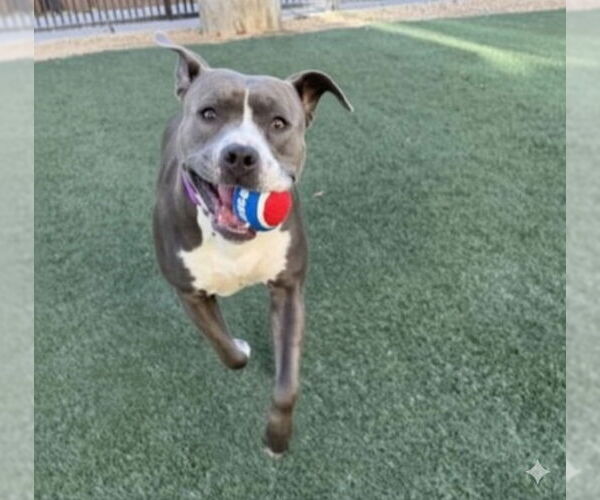 Medium Photo #4 American Pit Bull Terrier-Unknown Mix Puppy For Sale in Las Vegas, NV, USA