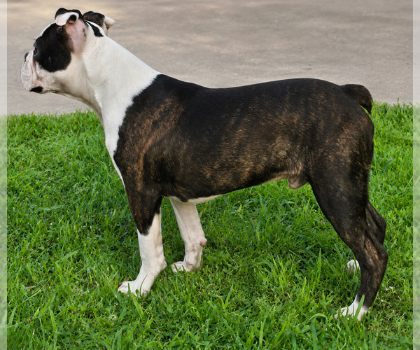 Medium Photo #2 Boston Terrier Puppy For Sale in BROOKSVILLE, FL, USA