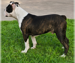 Small #1 Boston Terrier