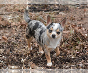 Mother of the Chihuahua puppies born on 08/30/2025