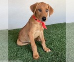 Small #1 Labrador Retriever-Rhodesian Ridgeback Mix