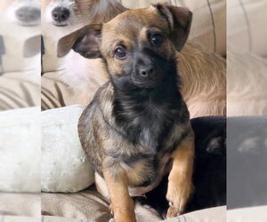 Tangi - Female Chiweenie Dog for Adoption - Photo #5