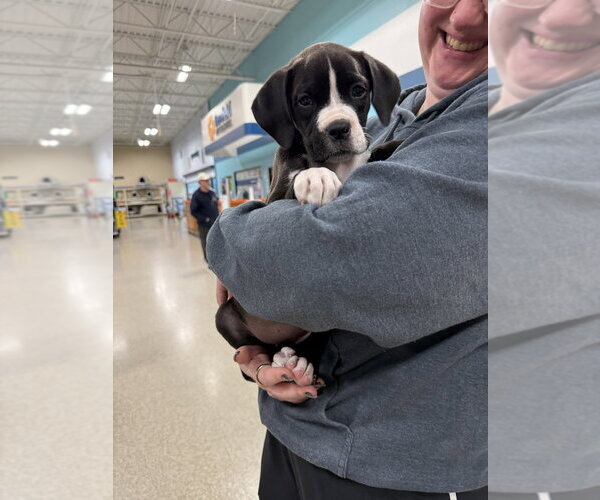 Medium Photo #3 Mutt Puppy For Sale in Wenonah, NJ, USA