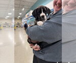 Small #2 Mutt
