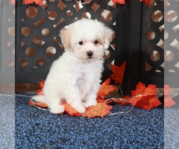 Medium Photo #3 Bichpoo Puppy For Sale in MOUNT VERNON, OH, USA