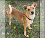 Small #1 Chihuahua Mix