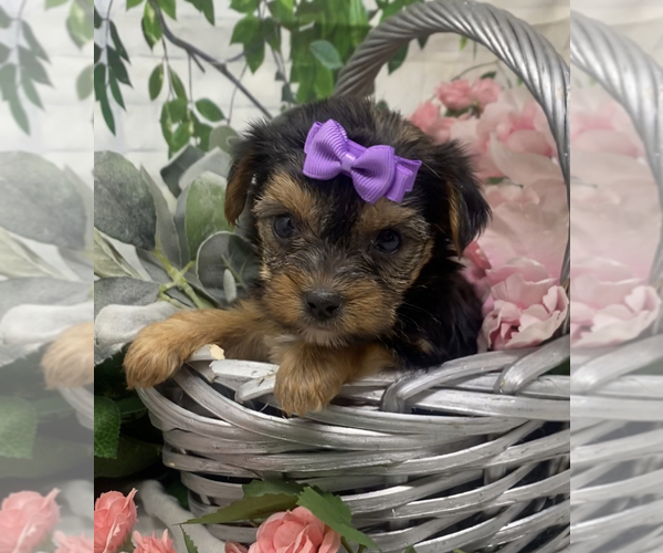 Medium Photo #8 Shorkie Tzu Puppy For Sale in SELLERSBURG, IN, USA