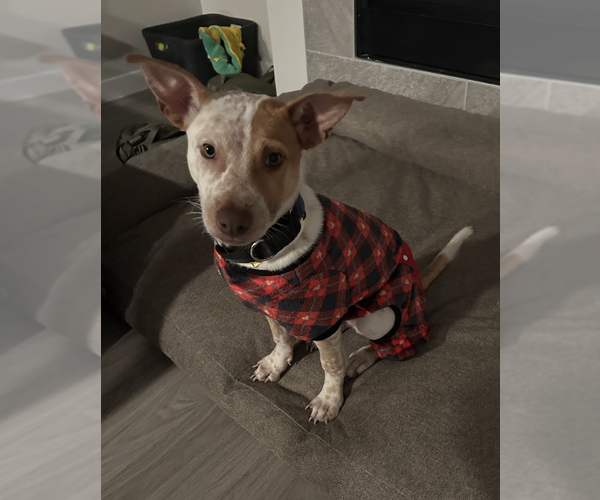 Medium Photo #2 Labrador Retriever-Unknown Mix Puppy For Sale in Aurora, CO, USA