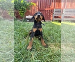 Small #8 Doberman Pinscher