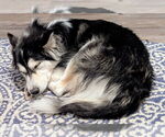 Small #12 Huskies  Mix