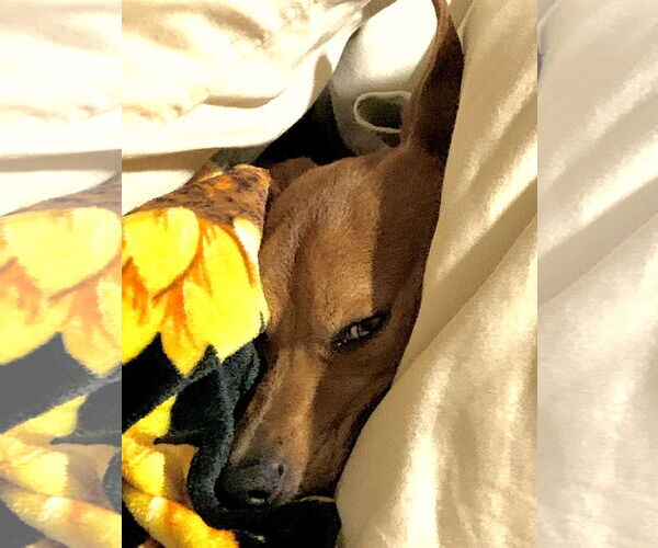 Medium Photo #8 Rat-Cha Puppy For Sale in Wakefield, RI, USA