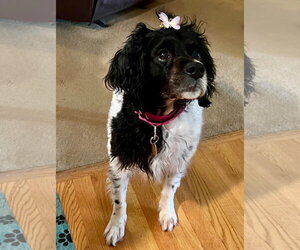 - Mix Dogs for adoption in Curwensville, PA, USA