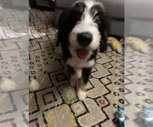 Miniature Bernedoodle Puppy for sale in MANSFIELD, OH, USA