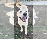 Small Labrador Retriever