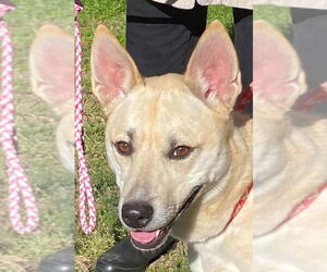 Labsky Dogs for adoption in Canton, CT, USA