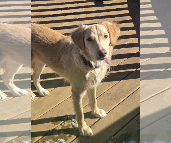 Medium Photo #4 Golden Labrador Puppy For Sale in Minneapolis, MN, USA