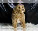 Small #3 Maltipoo
