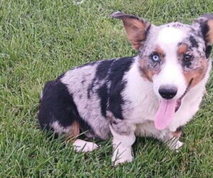 Pembroke Welsh Corgi Puppy for sale in MILTON, WI, USA