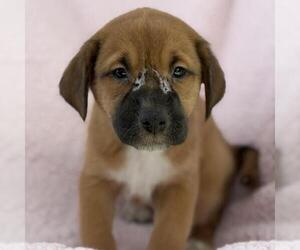 Chalk Pup - Tailor - Male Colonial Cocker Spaniel-Unknown Mix Dog for Adoption - Photo #3