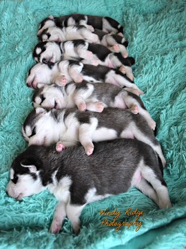 Medium Photo #9 Siberian Husky Puppy For Sale in BEVERLY, OH, USA