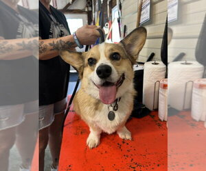Mutt Dogs for adoption in Foristell, MO, USA
