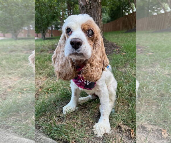 Medium Photo #4 Cocker Spaniel Puppy For Sale in Arlington, VA, USA