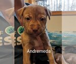 Small Photo #5 German Shepherd Dog-Huskies  Mix Puppy For Sale in Princeton, MN, USA