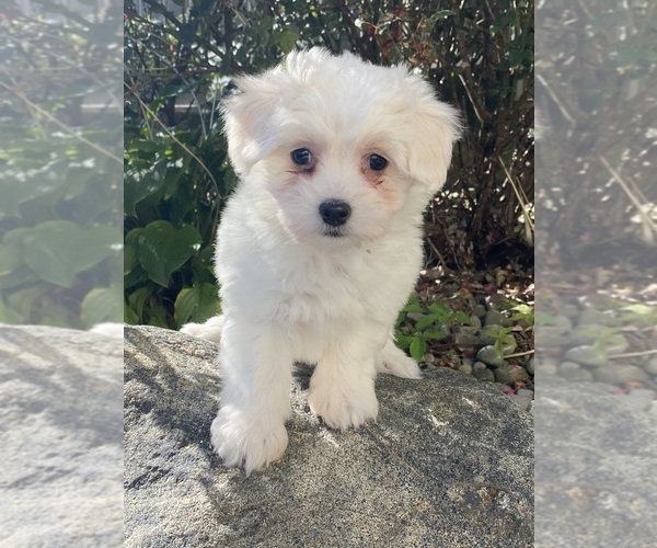 Medium Photo #2 Coton de Tulear Puppy For Sale in CANOGA, NY, USA