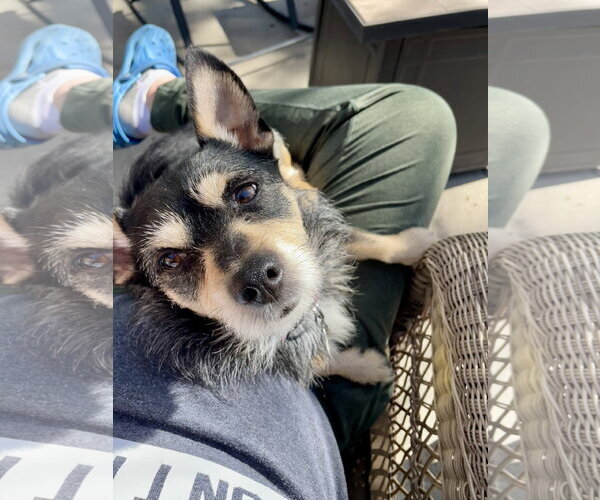 Medium Photo #2 Chihuahua-Unknown Mix Puppy For Sale in Sandy, UT, USA