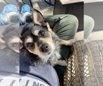 Small #1 Chihuahua Mix