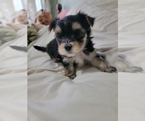 Morkie Puppy for sale in GLOUCESTER, VA, USA