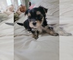 Small Morkie