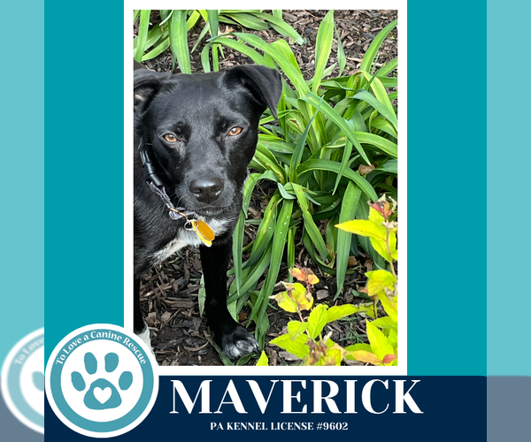 Medium Photo #3 Feist Terrier-Unknown Mix Puppy For Sale in Kimberton, PA, USA