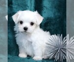 Small #5 Maltese