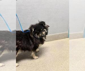 Pomeranian-Unknown Mix Dogs for adoption in Las Vegas, NV, USA
