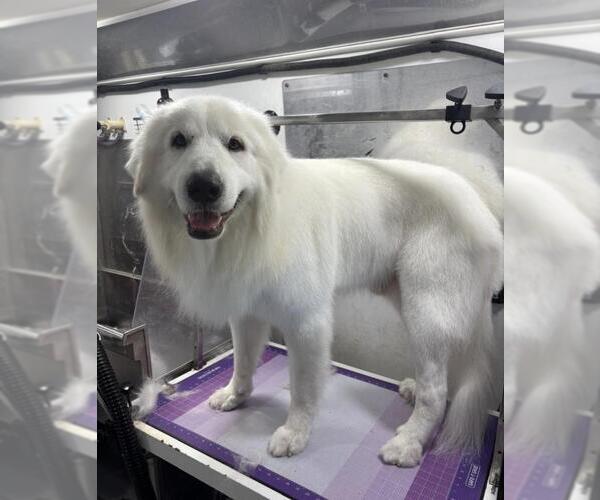Medium Photo #1 Great Pyrenees Puppy For Sale in Santa Barbara, CA, USA