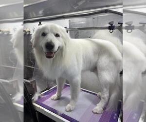 Great Pyrenees Dogs for adoption in Santa Barbara, CA, USA