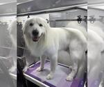 Small Great Pyrenees