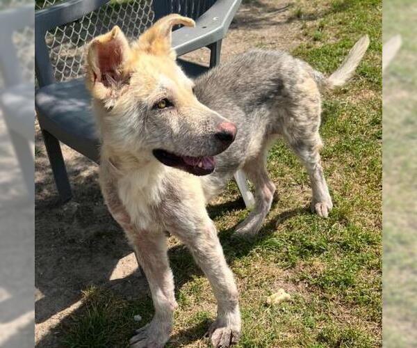 Medium Photo #1 German Shepherd Dog Puppy For Sale in Conroe, TX, USA