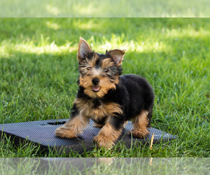 Yorkshire Terrier Puppy for sale in NAPPANEE, IN, USA