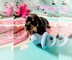 Small Photo #2 Dachshund Puppy For Sale in THORNTON, CO, USA