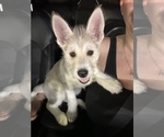 Small Photo #5 German Shepherd Dog-Siberian Husky Mix Puppy For Sale in CONROE, TX, USA