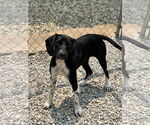 Small #2 Beagle Mix