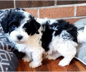 Poovanese Puppy for sale in LEBANON, OR, USA