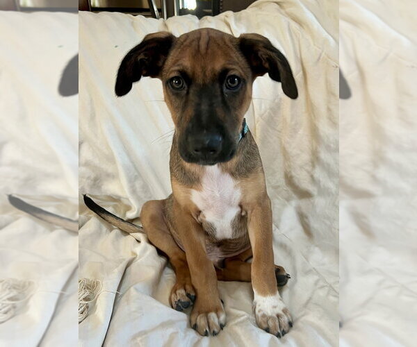 Medium Photo #4 Labrador Retriever-Unknown Mix Puppy For Sale in Brewster, NY, USA