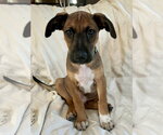 Small #3 Labrador Retriever Mix