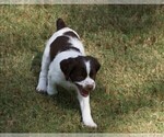 Small Photo #3 Brittany Puppy For Sale in HAMILTON, GA, USA